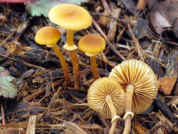 Фолиотина морщинистая. Самые опасные и ядовитые грибы. Фото с сайта NewPix.ru
