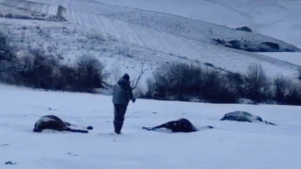 На Алтае неизвестные расстреляли более 50 лошадей (видео )