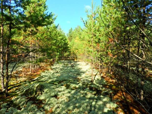 вот тут видно сколько мха, и таким ковром покрыт почти весь лес  грибы, листва, осень, природа, прогулка, сделай сам