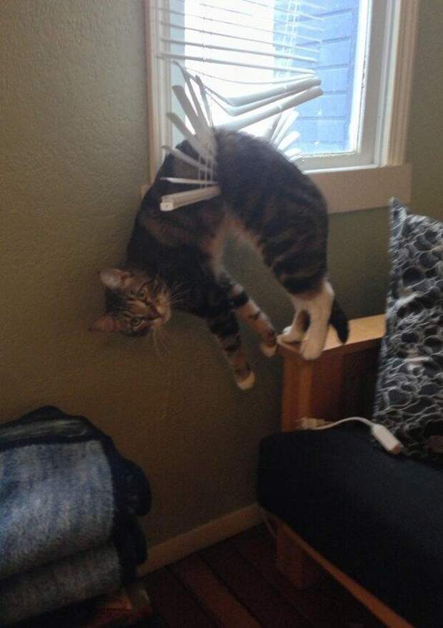 Смешные животные, которые с утра встали не с той ноги животыне не стой ноги, смешные животные gif, уморительные животные, животные ситуации