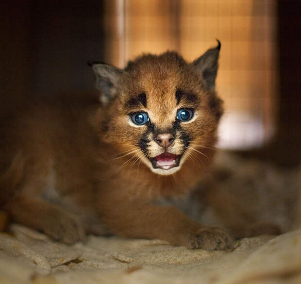 Baby Caracals