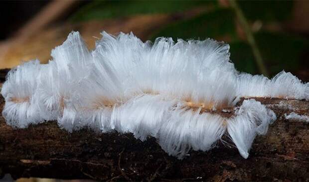 Невероятное природное явление: «ледяные волосы».