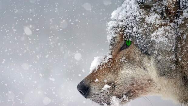Волк, Снег, Холодный, Глаз, Зеленый
