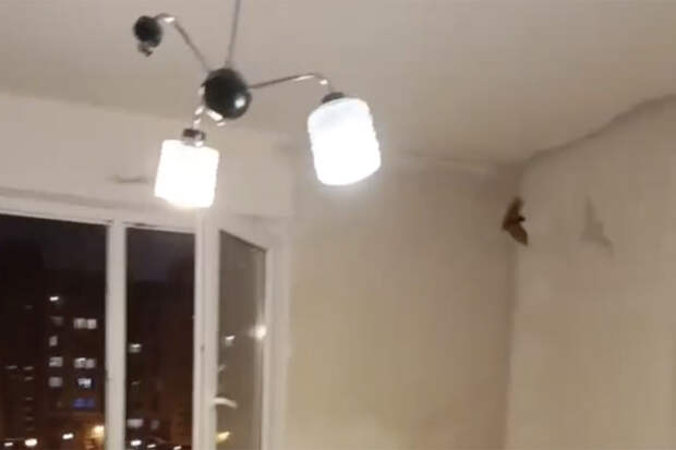 Летучая мышь забралась в квартиру к россиянину и испугала его