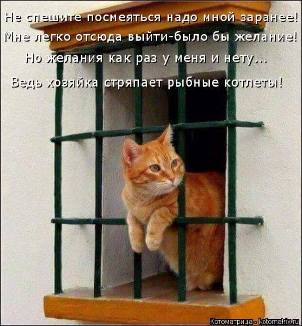 Лучшие котоматрицы недели (50 фото)