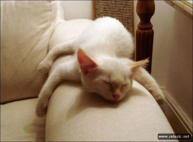 funny_animals_155