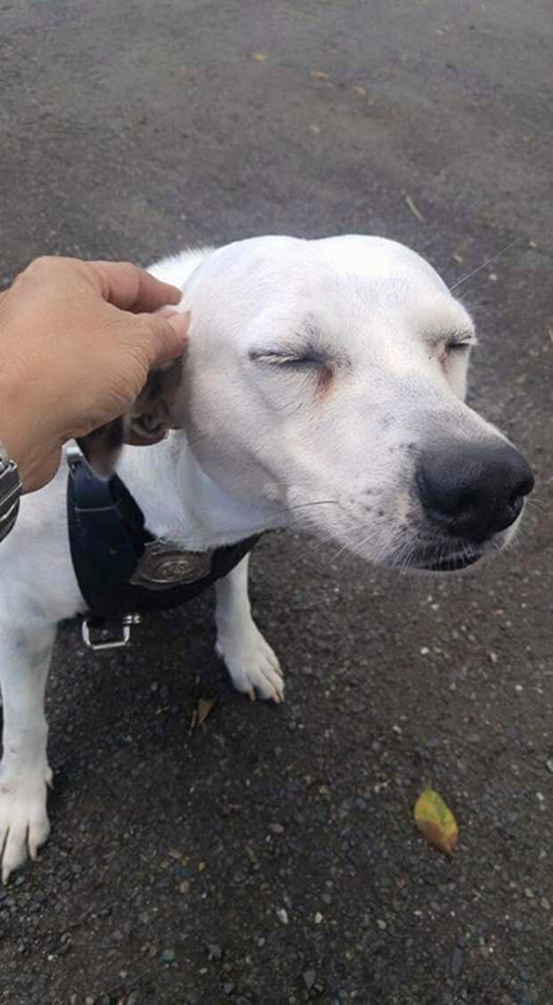 С улицы - на службу: бездомный пес нашел работу в полицейском участке