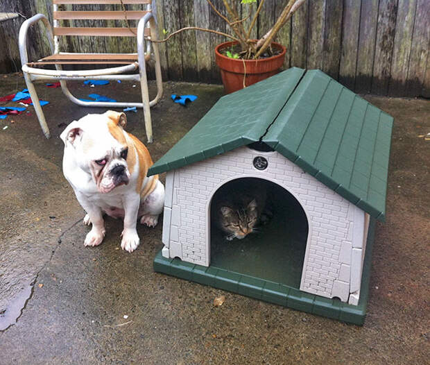 cats-stealing-dog-beds-84-57e14d067e84d__700