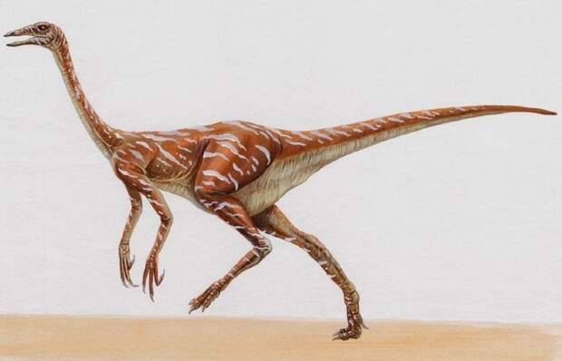 Самый быстрый динозавр - орнитомим.