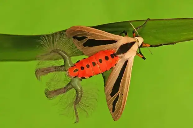 Самая страшная бабочка в мире - арктиновая моль