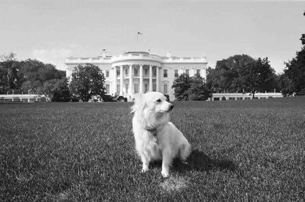 Собаки президентов США
