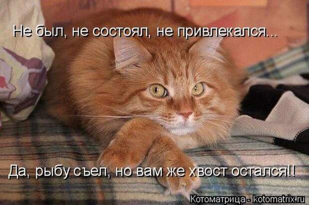 Забавные животные (50 фото)