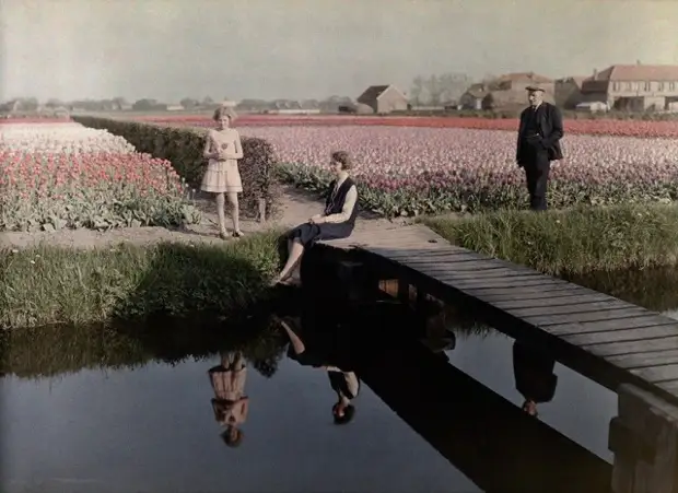Поля тюльпанов вдоль канала в Харлеме, Нидерланды, 1931. Автохром, фотограф Вильгельм Тобиен