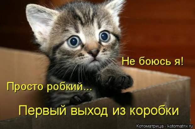 Новая котоматрица (44 шт)