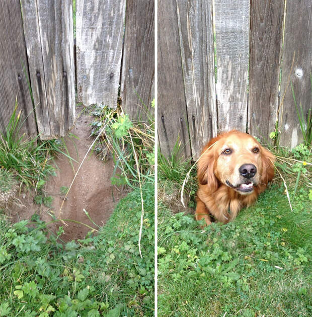 My Neighbors Dog Says Hi Every Once In A While