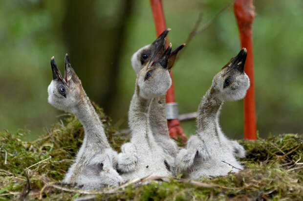 Есть хотим! Гнездо аистов в парке на севере Германии. (Фото Carsten Rehder): животные, фото