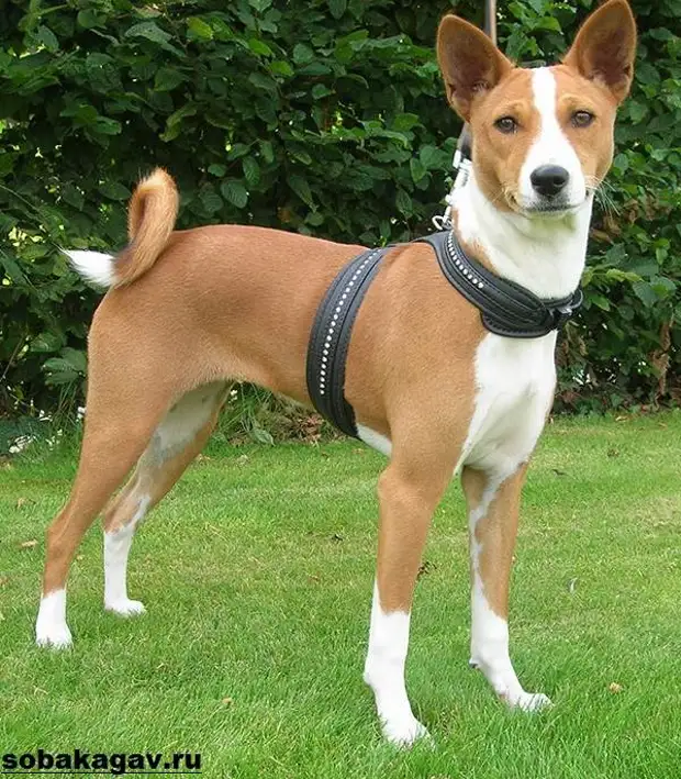 Басенджи собака. Описание, особенности, уход и цена породы басенджи