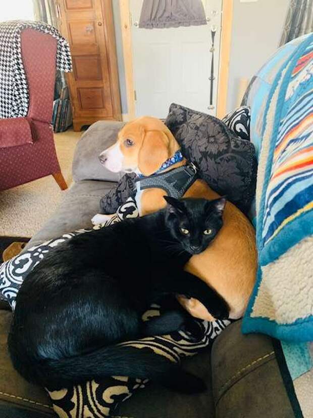 собака и кот