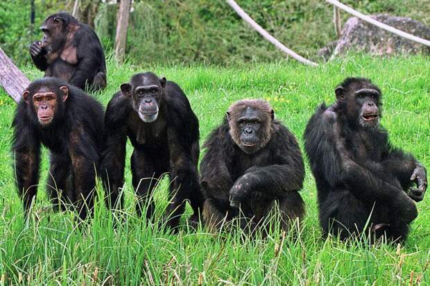 Война шимпанзе в Гомбе-Стрим. Не только люди воюют