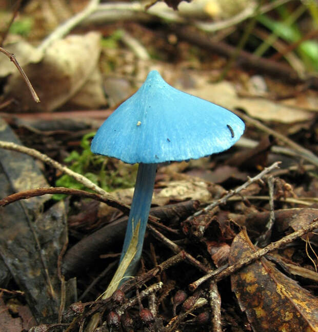 Голубой гриб Entoloma hochstetteri, Индия, фото