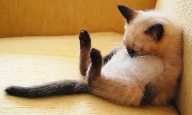 Милые котики, спящие в странных позах и местах