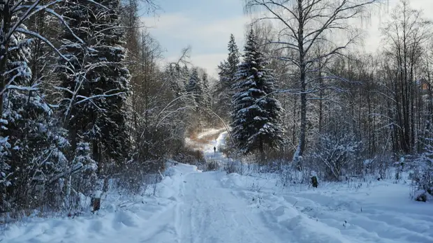 В Подмосковье рассказали о планах по созданию мест отдыха в лесах