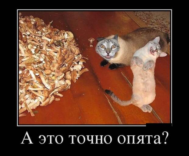 Демотиваторы (30 фото)