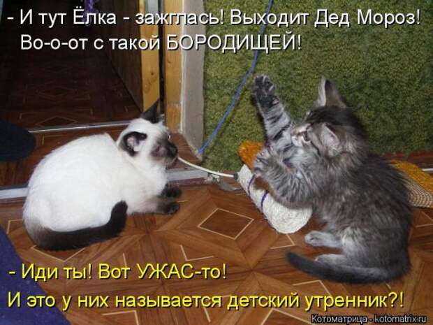 Лучшие котоматрицы недели (50 фото)