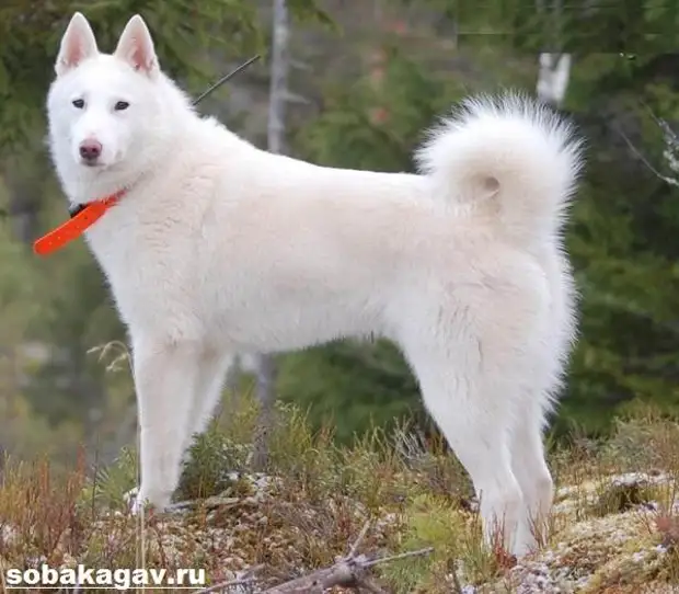 Западно-сибирская лайка собака. Описание, особенности, уход и цена породы