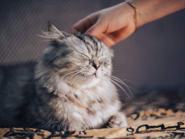 Ветеринар Шеляков: кошки помогают нормализовать психическое состояние хозяев