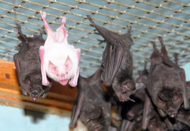 Amazing-pictures-animals-Photos-Zoo-pics-nature-beautiful-rare-albino-animals-white-melanina-bat
