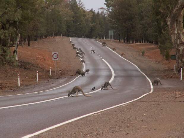 Стайкой кенгуру на шоссе тут никого не удивишь... авто, дорога, линейка, факты
