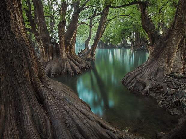 lake-camecuaro-cypress_95339_990x742