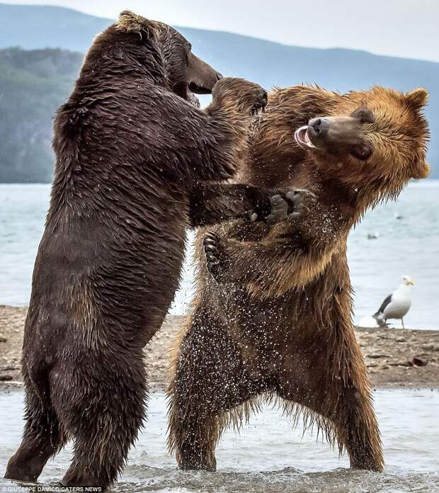 Stunning photographs captured two huge bears laying into each other at a Russian lake known for being a salmon breeding site.