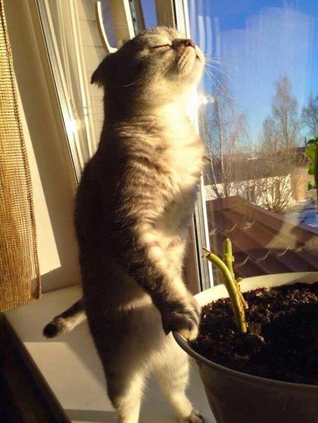 Просто наслаждается солнцем... животные, котики, лучи, погреться, солнечные ванны, солнце, температура, тепло