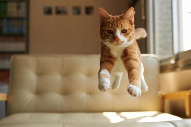коты в прыжке, летающие коты