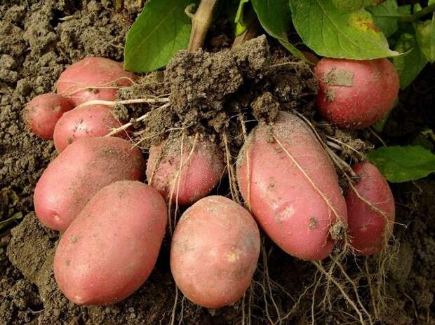 Выращивание мини-клубней картофеля из крупного клубня
