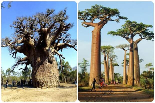 Их огромные размеры можно объяснить их замечательной способностью удерживать воду. Причем самые крупные деревья хранят в своих стволах до 120 000 литров.