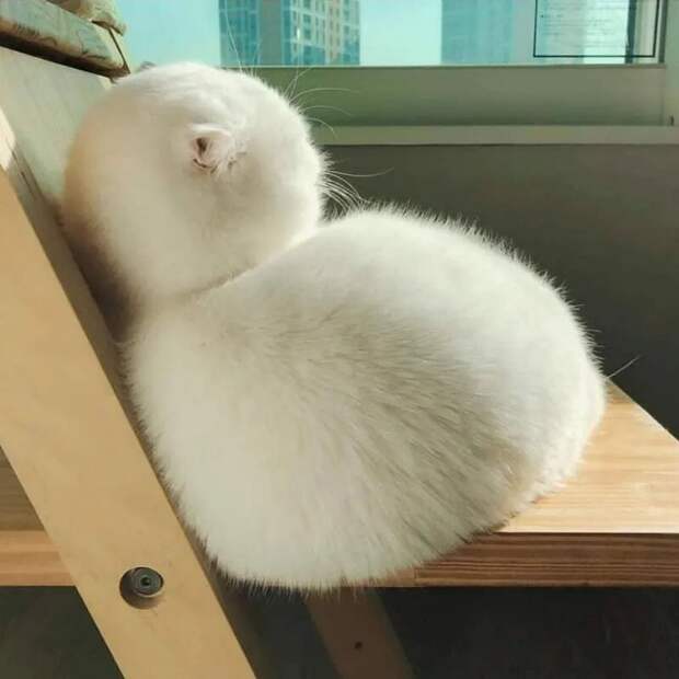 Блог - 14 смешных фото котов, которые обиделись на своих хозяев 14 смешных фото котов, которые обиделись на своих хозяев
