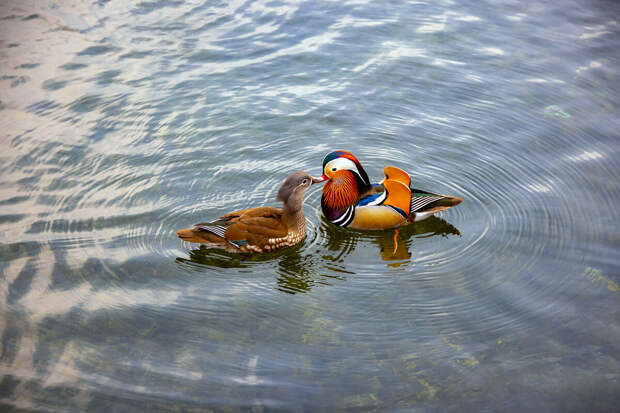 Daily Star: утки начинают есть друг друга из-за изменения климата