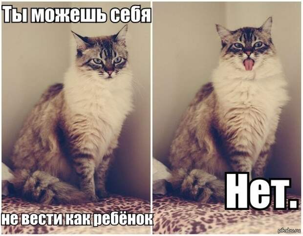 Просто котики коты, юмор