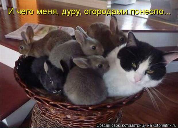 Лучшие котоматрицы недели (50 фото)