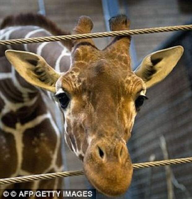 Посещение зоопарков видео, жестокие развлечения, животные, страдания животных