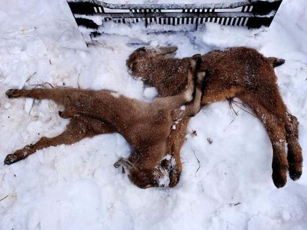 Мертвые козы находки, снег, удивительное рядом