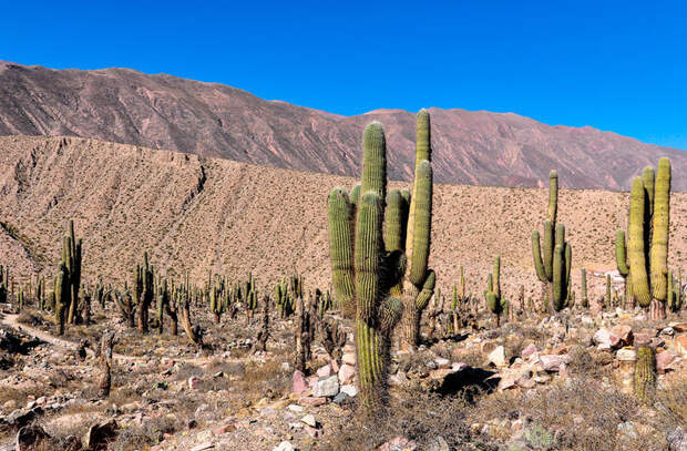 1. Мексика — это пустыни, кактусы и пляжи в мире, люди, мексика, миф