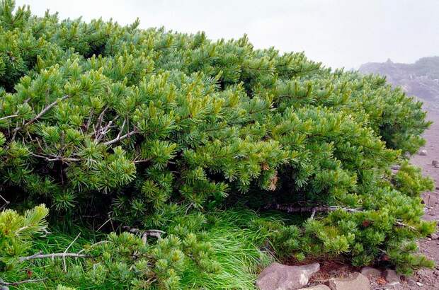 Сосна стланиковая, кедровый стланик (лат. Pinus pumila)