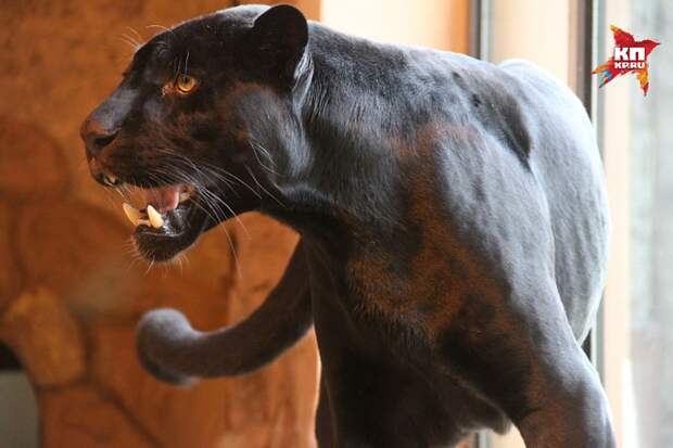 Для самки ягуара Наоми это второе потомство. Фото: Роман ИГНАТЬЕВ