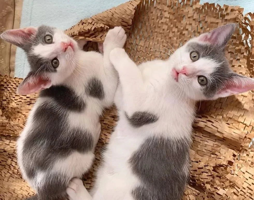 Без кота и жизнь не та