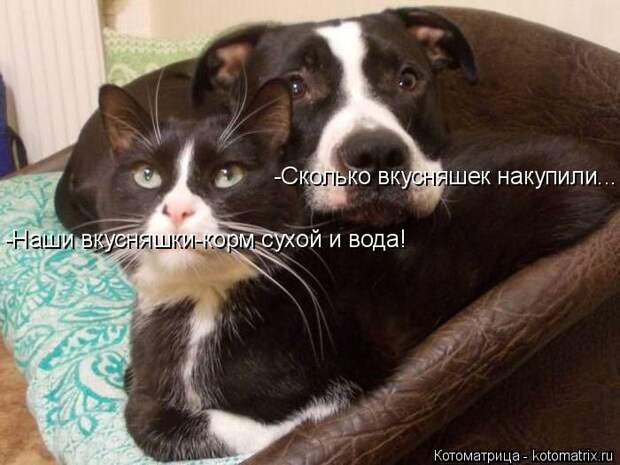 Лучшие котоматрицы недели (50 фото)