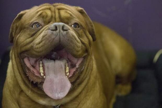 141-я ежегодная выставка собак Westminster Kennel Club в Нью-Йорке (31 фото)